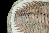 Lower Cambrian Trilobite (Longianda) - Issafen, Morocco #183631-6